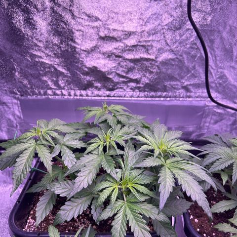 Wedding Cake Auto growlog timeline photo