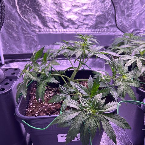 Wedding Cake Auto growlog timeline photo
