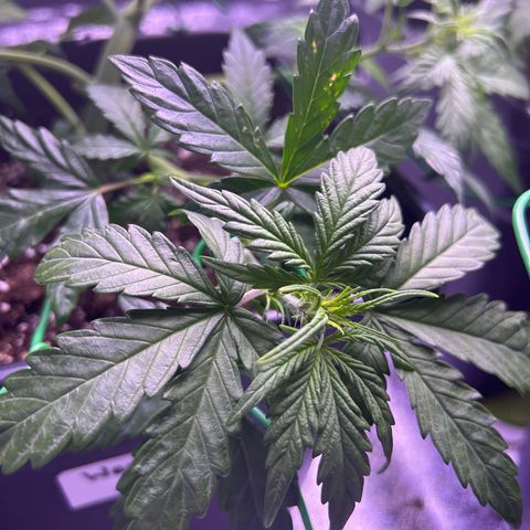 Wedding Cake Auto growlog timeline photo