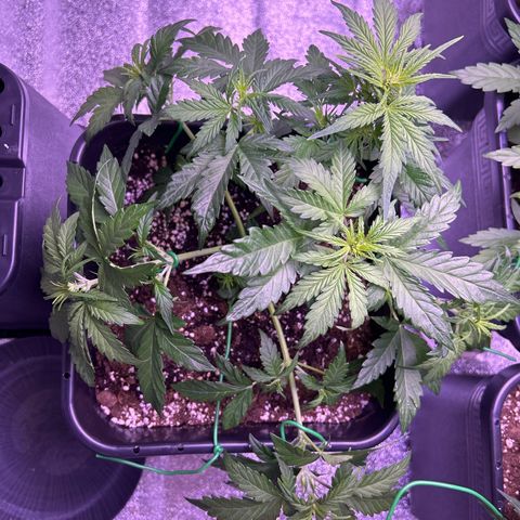 Wedding Cake Auto growlog timeline photo