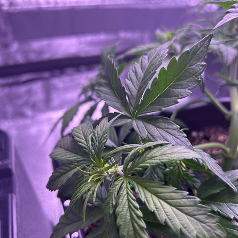 Wedding Cake Auto growlog timeline photo