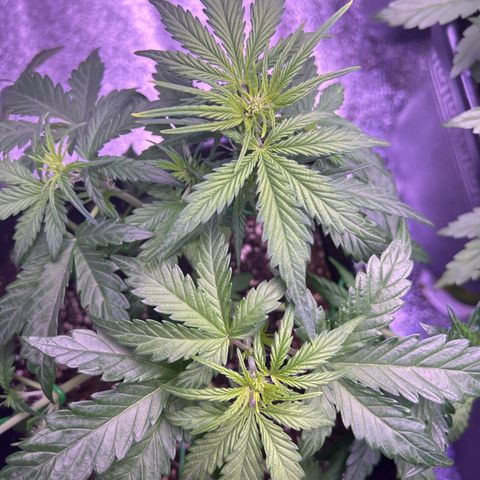 Wedding Cake Auto growlog timeline photo