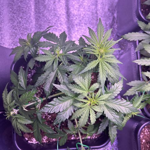 Wedding Cake Auto growlog timeline photo