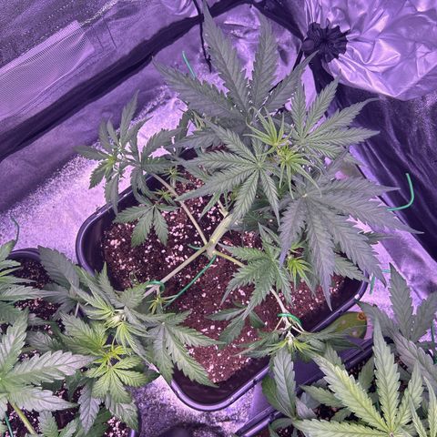 Royal Kush Automatic growlog timeline photo