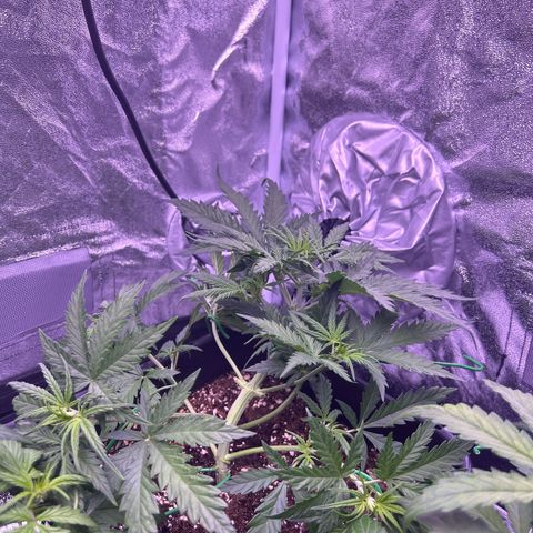 Royal Kush Automatic growlog timeline photo