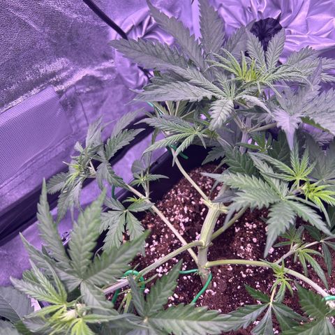 Royal Kush Automatic growlog timeline photo
