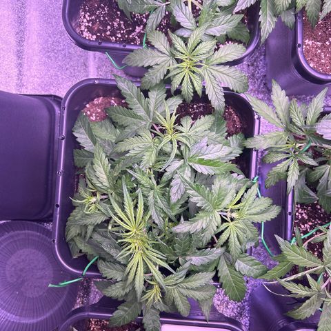 Royal Cheese Automatic growlog timeline photo