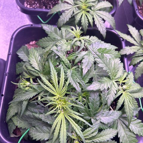 Royal Cheese Automatic growlog timeline photo
