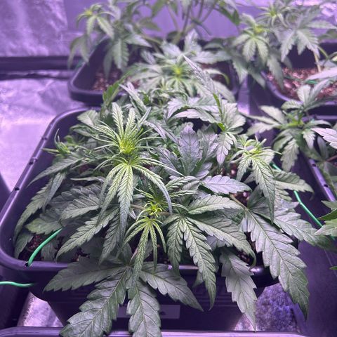 Royal Cheese Automatic growlog timeline photo
