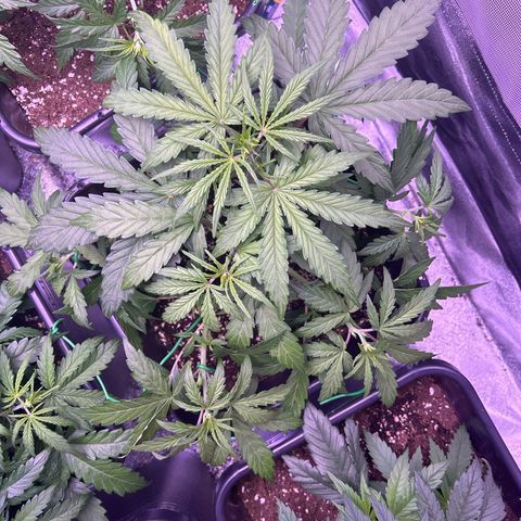 Grape Ape growlog timeline photo