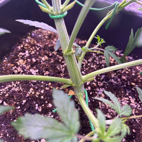 Grape Ape growlog timeline photo