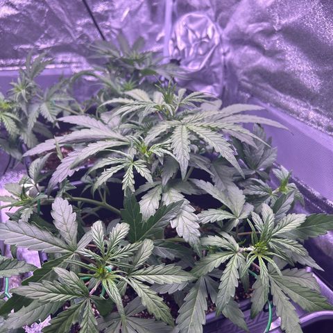 Grape Ape growlog timeline photo