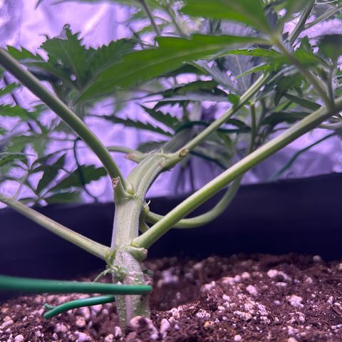 Royal Kush Automatic growlog timeline photo