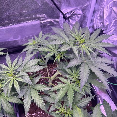 Royal Kush Automatic growlog timeline photo