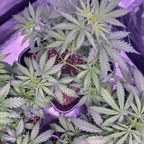 Royal Kush Automatic growlog timeline photo
