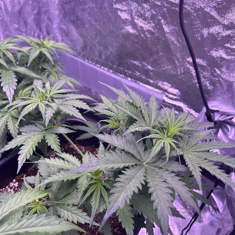 Royal Kush Automatic growlog timeline photo