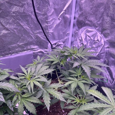 Royal Kush Automatic growlog timeline photo