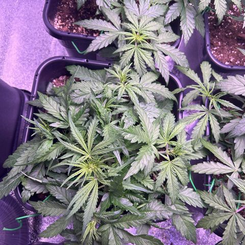 Royal Cheese Automatic growlog timeline photo