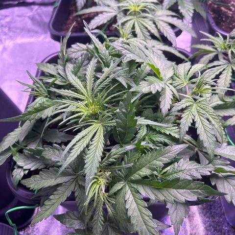 Royal Cheese Automatic growlog timeline photo