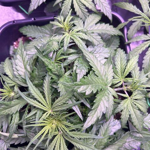 Royal Cheese Automatic growlog timeline photo