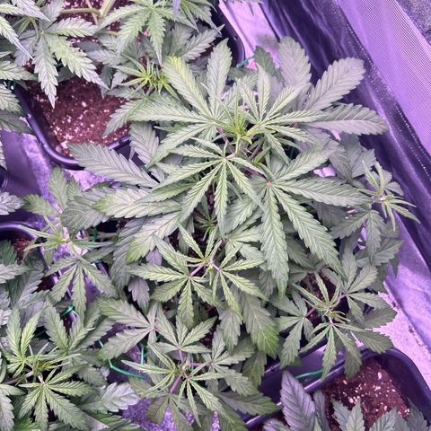 Grape Ape growlog timeline photo