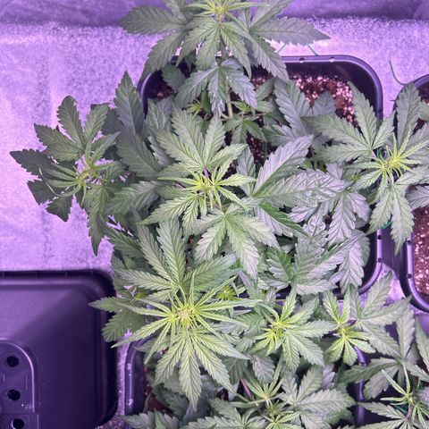 Wedding Cake Auto growlog timeline photo