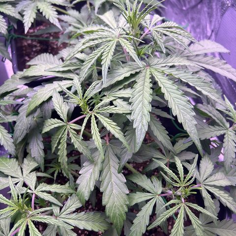 Grape Ape growlog timeline photo