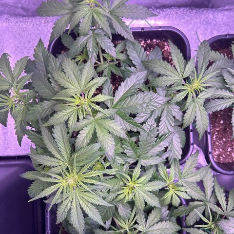 Wedding Cake Auto growlog timeline photo