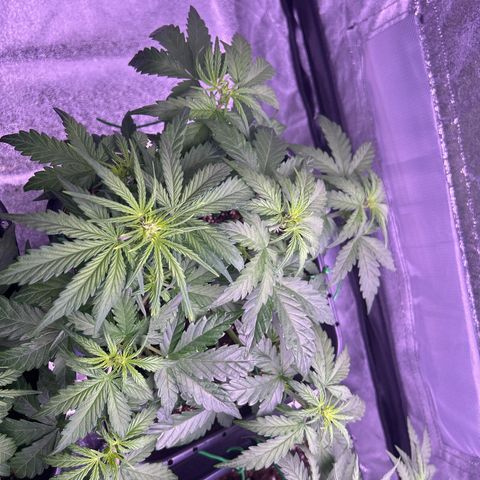 Wedding Cake Auto growlog timeline photo