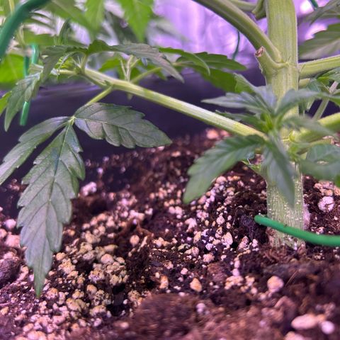 Wedding Cake Auto growlog timeline photo
