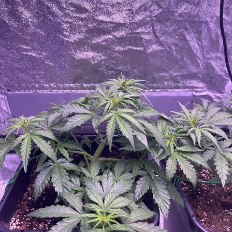 Wedding Cake Auto growlog timeline photo