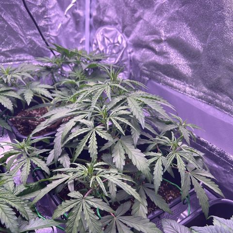 Grape Ape growlog timeline photo