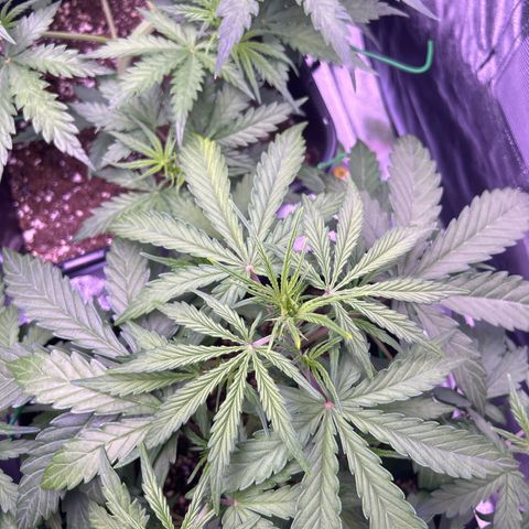 Grape Ape growlog timeline photo