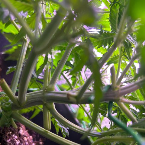 Royal Cheese Automatic growlog timeline photo