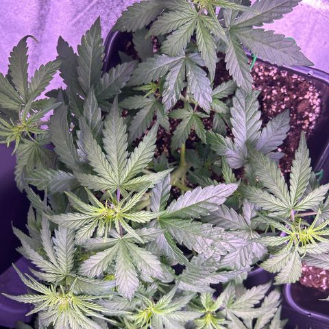 Wedding Cake Auto growlog timeline photo