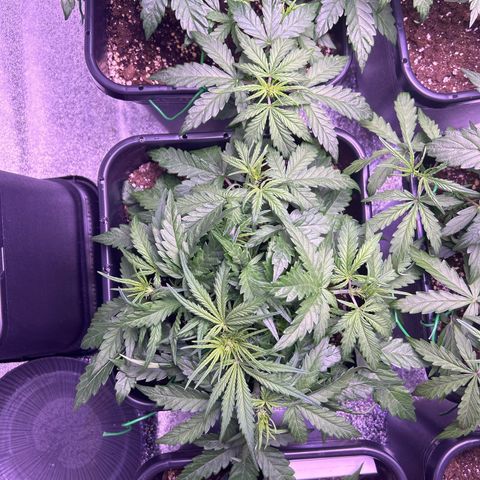 Royal Cheese Automatic growlog timeline photo
