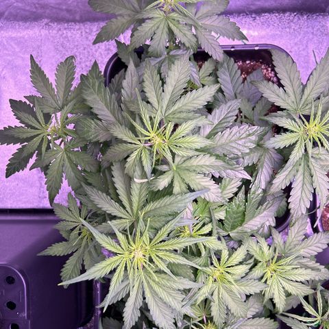 Wedding Cake Auto growlog timeline photo