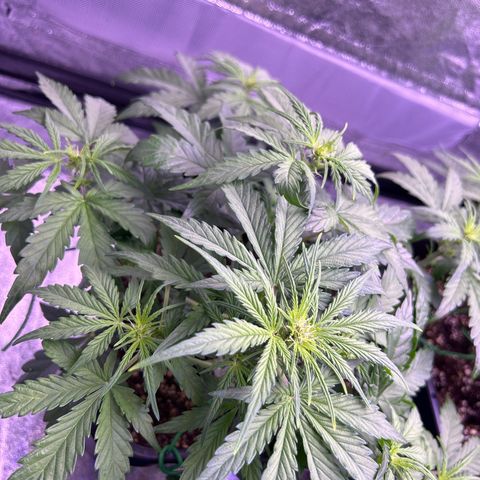 Wedding Cake Auto growlog timeline photo