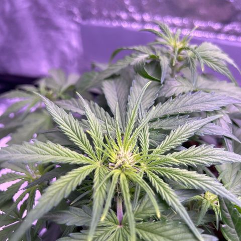 Wedding Cake Auto growlog timeline photo