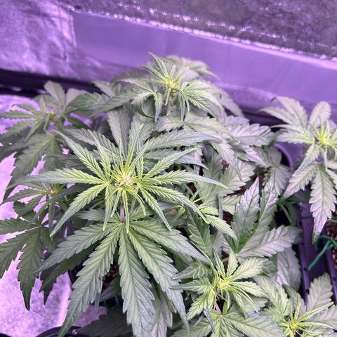 Wedding Cake Auto growlog timeline photo