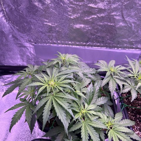 Wedding Cake Auto growlog timeline photo