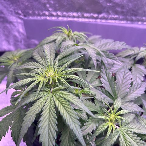 Wedding Cake Auto growlog timeline photo