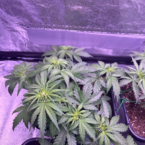 Wedding Cake Auto growlog timeline photo