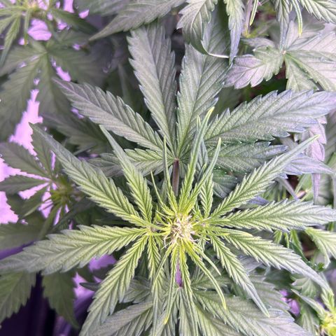 Wedding Cake Auto growlog timeline photo
