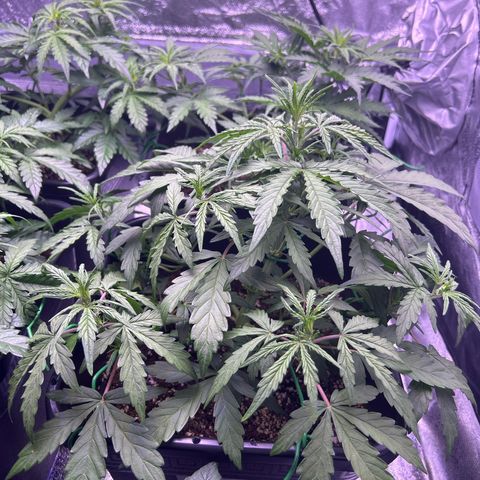 Grape Ape growlog timeline photo