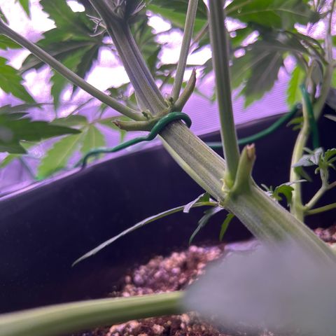 Grape Ape growlog timeline photo