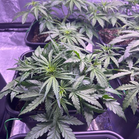Royal Cheese Automatic growlog timeline photo