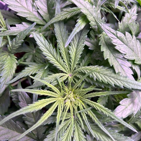 Royal Cheese Automatic growlog timeline photo