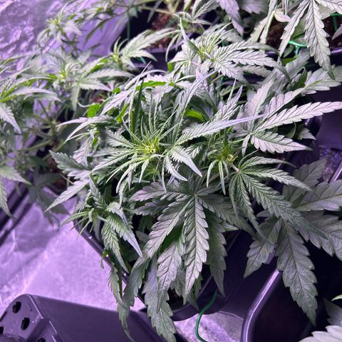Royal Cheese Automatic growlog timeline photo