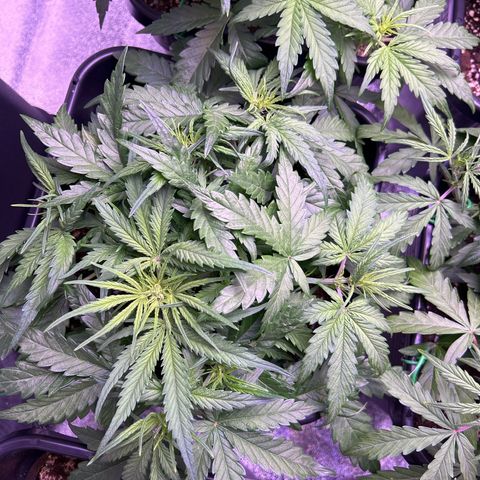 Royal Cheese Automatic growlog timeline photo